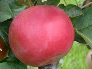 jablko-na-strome-cervene3.jpg